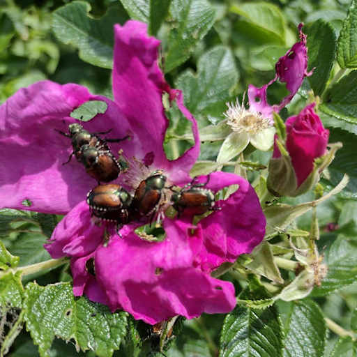 Japanese Beetles pink rose
